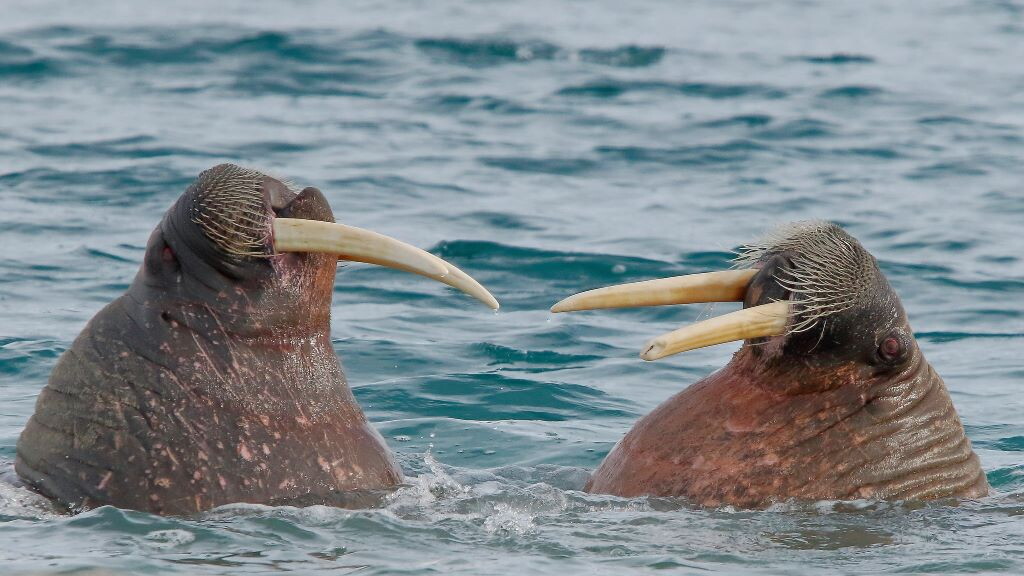 Gli elefanti marini dimezzati dall'influenza aviaria