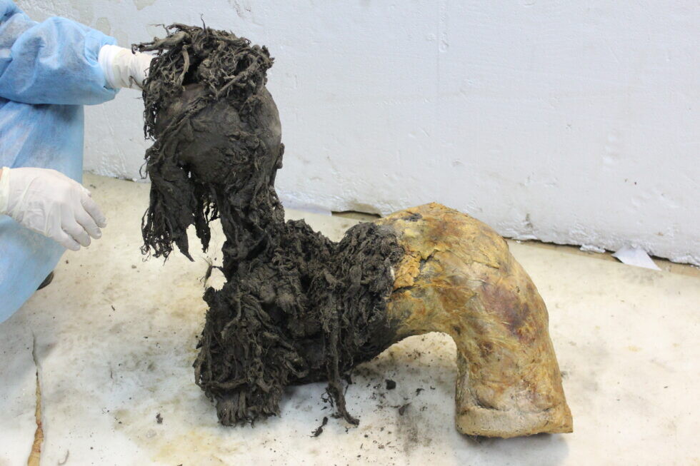 L'RNA più antico al mondo è di un mammut lanoso