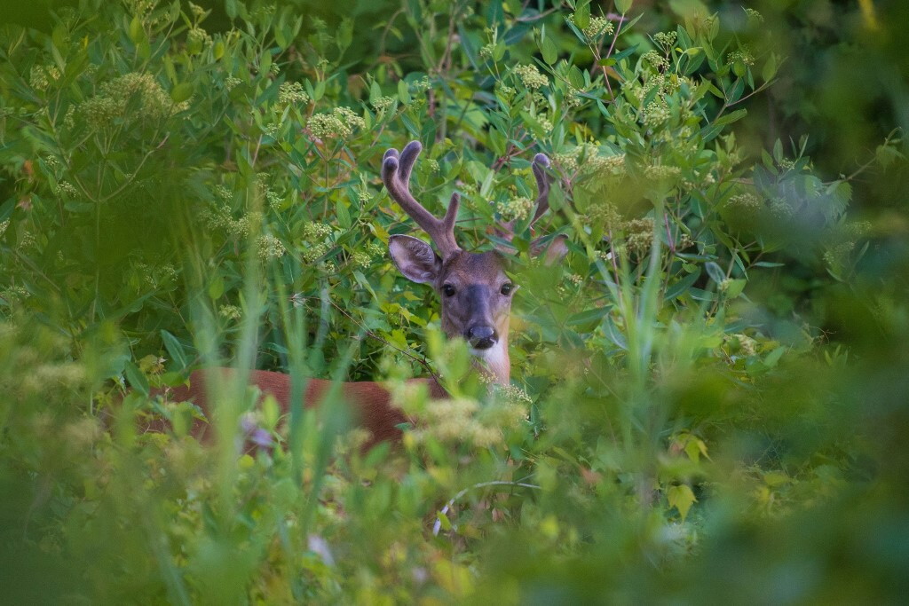 Primo morto per l''allergia alla carne' trasmessa da una zecca