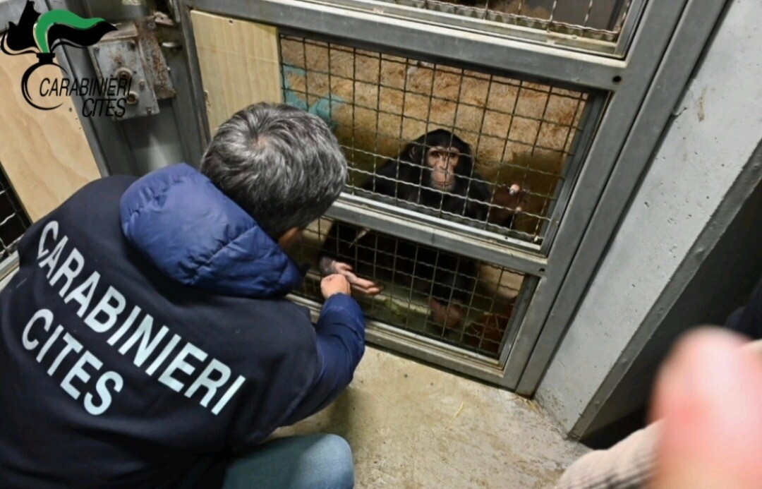 Scimpanzé in catene a Siracusa salvato dai carabinieri