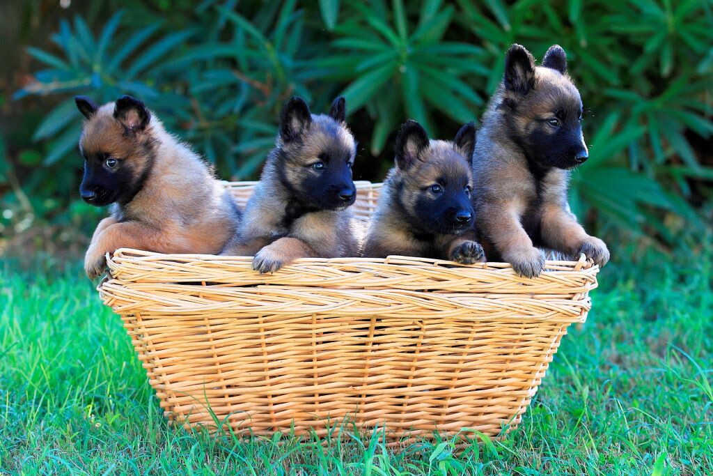 Abbandona 18 cuccioli, i cagnolini salvati dai carabinieri