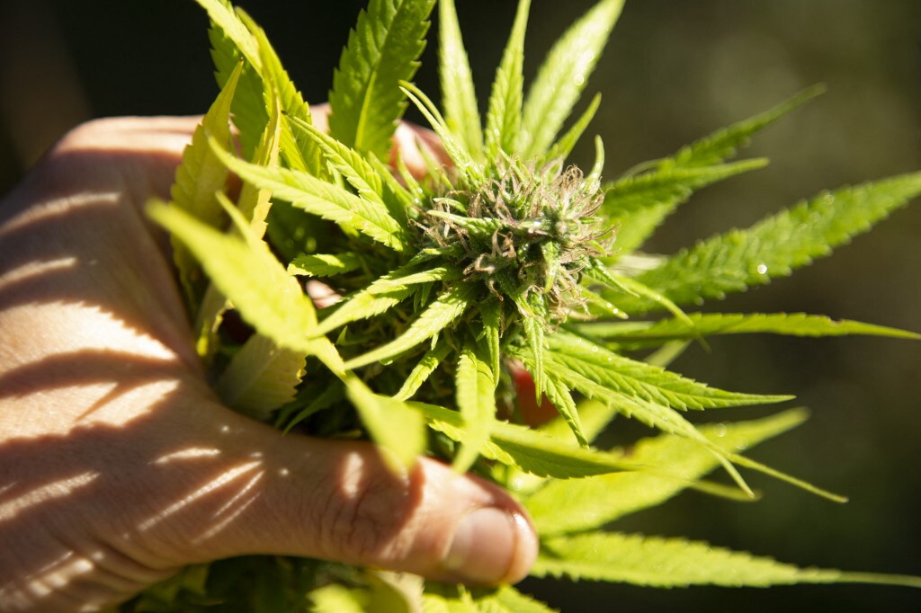 Più stress, più cannabis: scoperto il fattore che guida il consumo