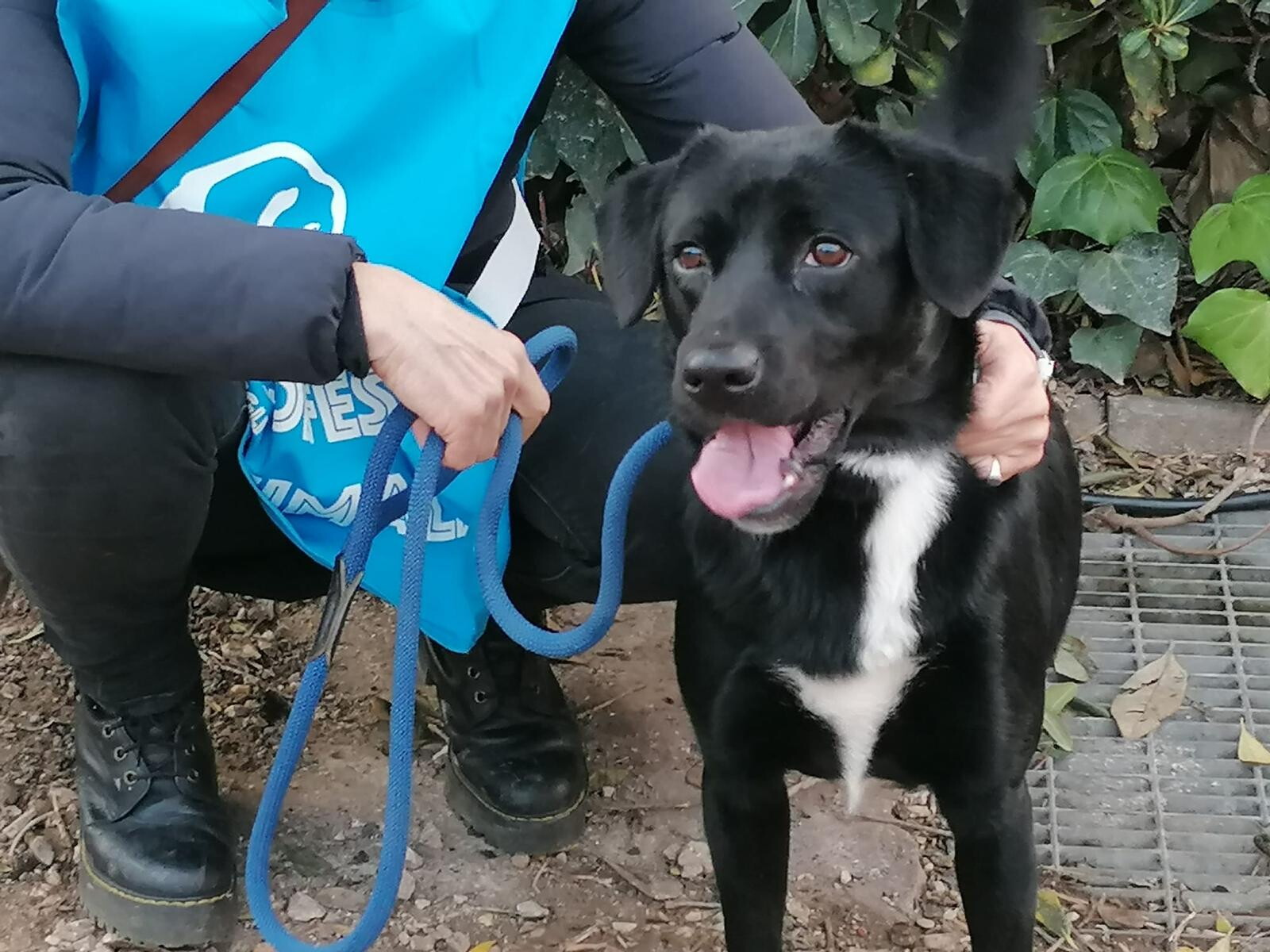 Il "Canile va in città" trova nuove famiglie ai cani dei canili di Roma