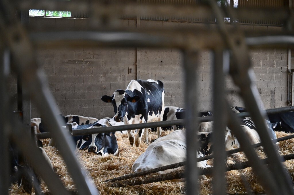 Cos’è la dermatite nodulare e perché sta colpendo gli allevamenti della Francia