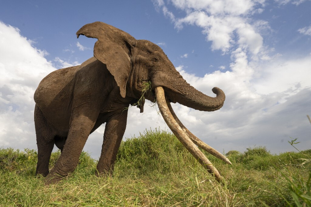 È morto Craig, tra gli ultimi elefanti con le zanne giganti