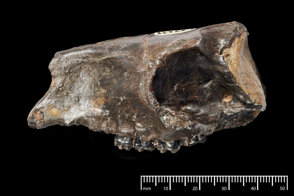 Riscritta l'origine dei cavalli