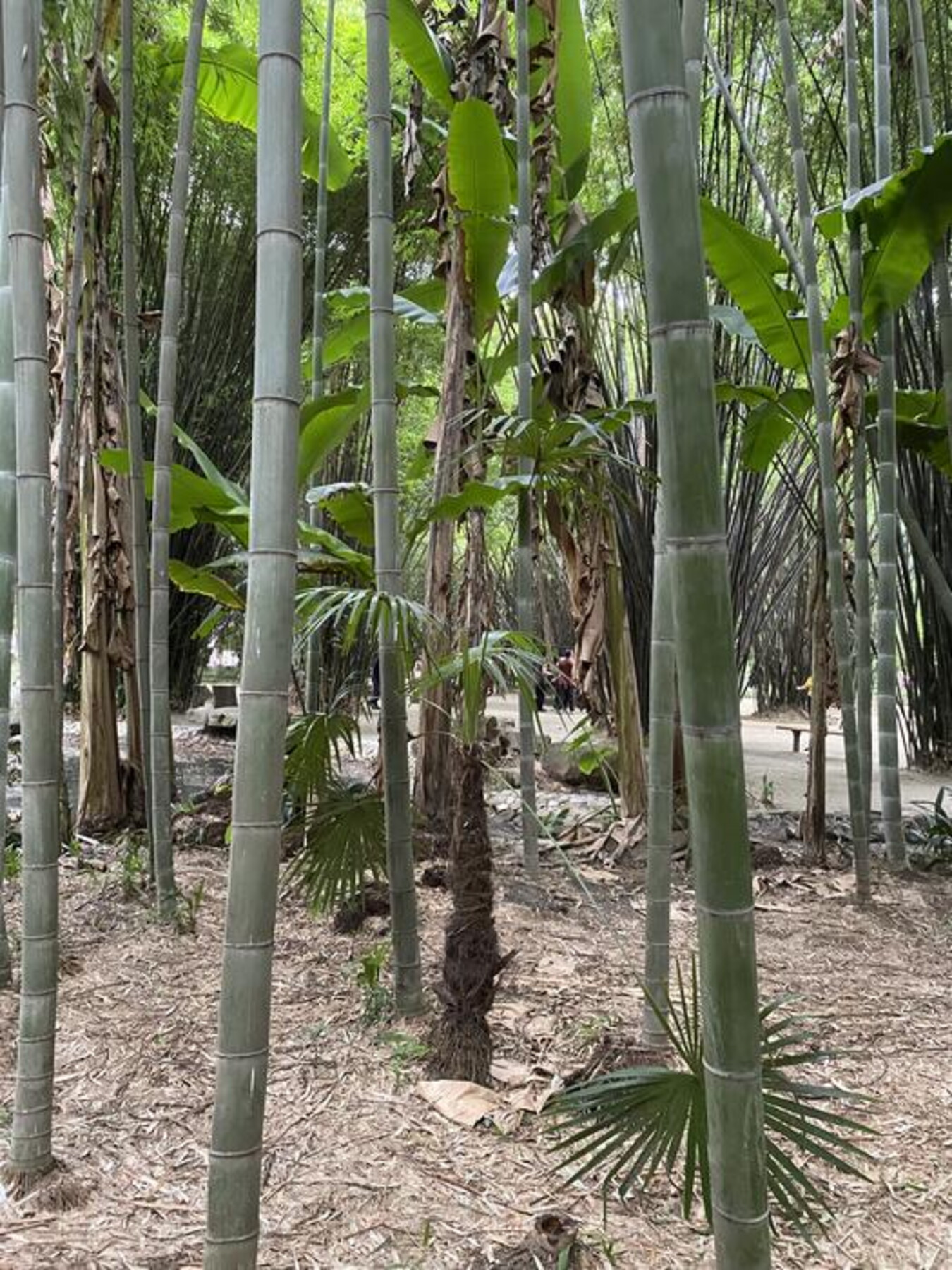 Il bambù è il nuovo superfood? Benefici per glicemia e intestino