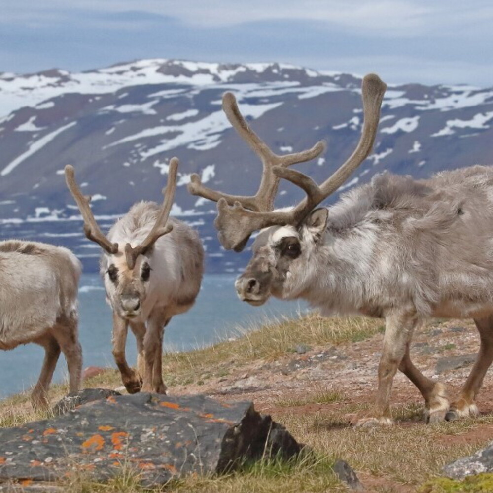 The war between Russia and Finland already exists, but it is between wolves and reindeer