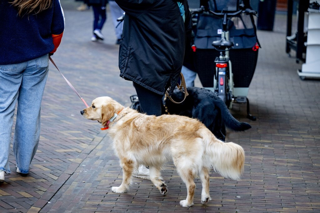 Le nuove linee guida per riconoscere la demenza nei cani