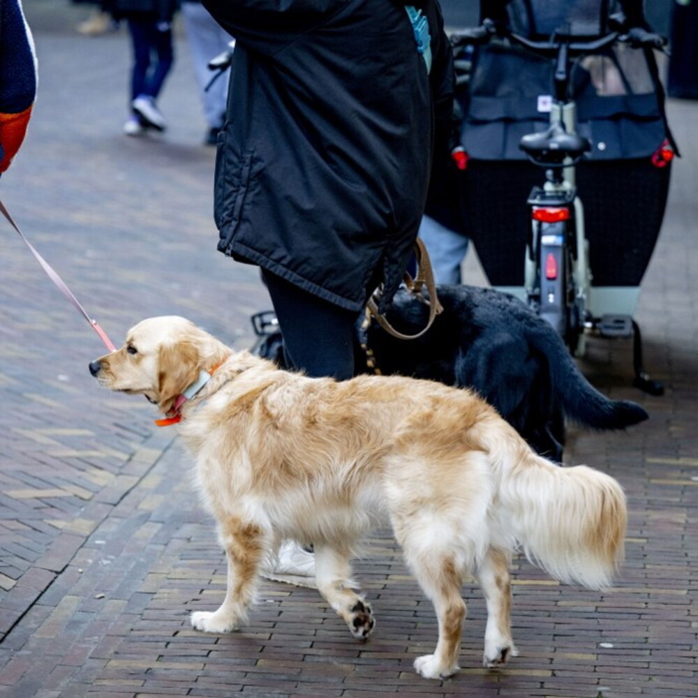 Le nuove linee guida per riconoscere la demenza nei cani