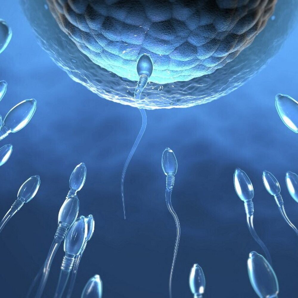 I farmaci anti-obesità stimolano la fertilità maschile