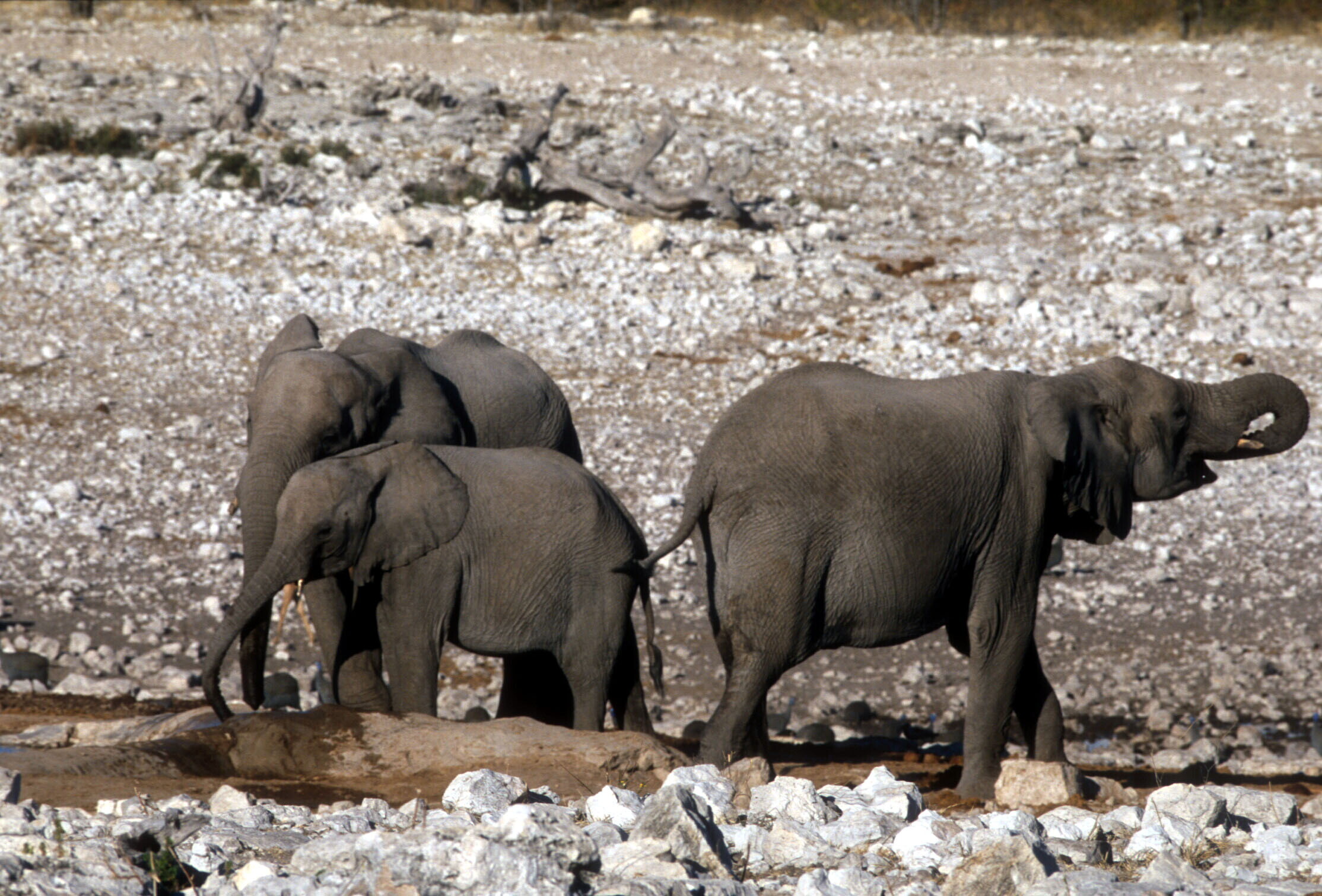 Annibale usava gli elefanti. Scoperte in Spagna le prove archeologiche