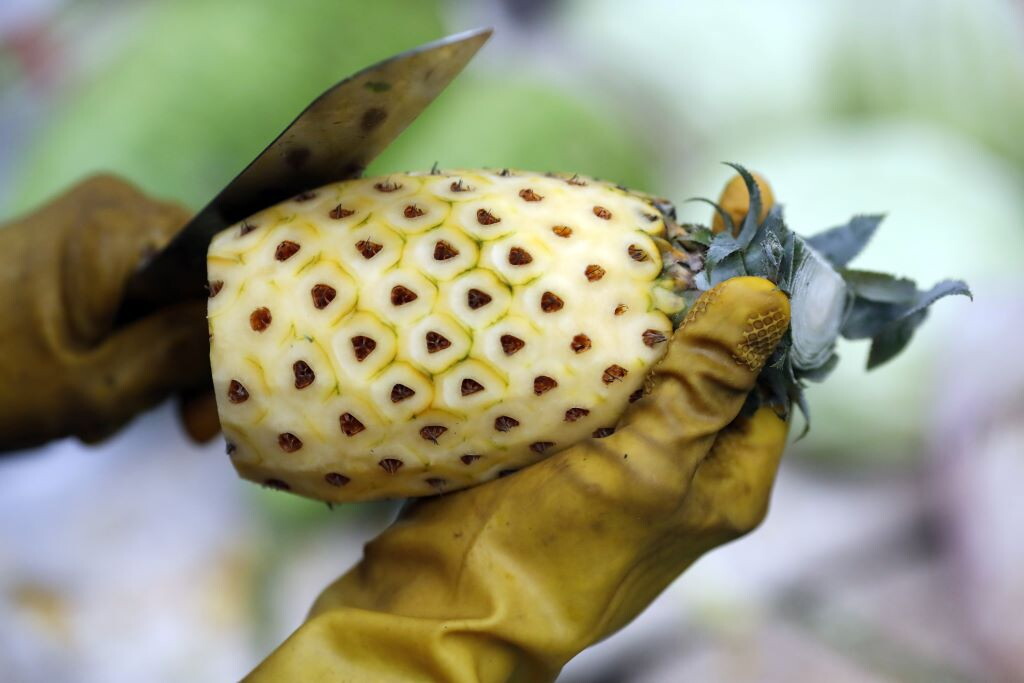 Dal gambo d’ananas la svolta contro le ustioni di Crans Montana