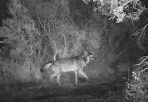 Il lupo zoppo della Maremma che diventa capobranco: la storia che sorprende i ricercatori