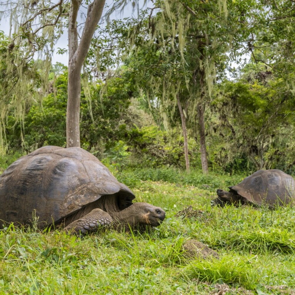 Galapagos, after 150 years the giant tortoises return to Floreana