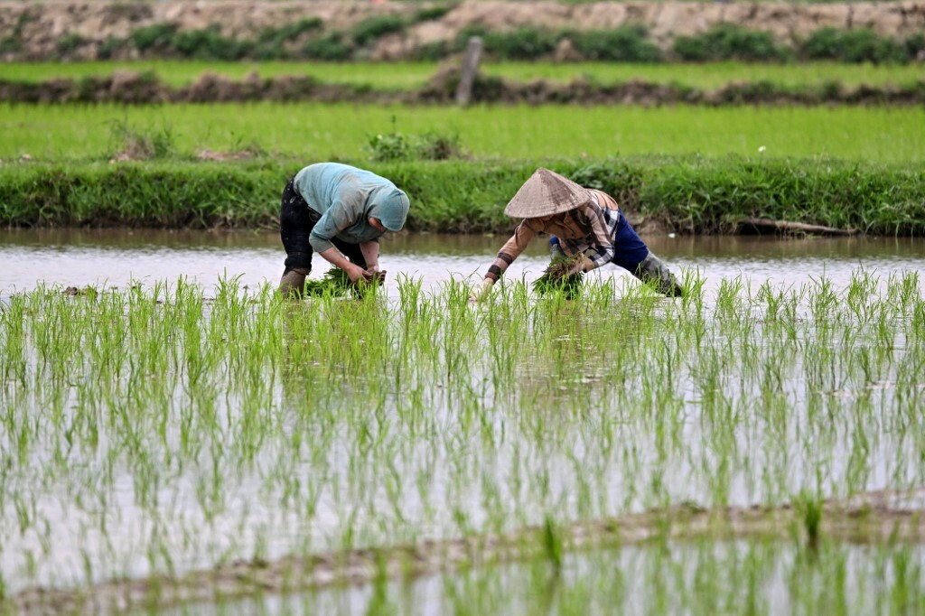 L'import asiatico senza dazi travolge il riso italiano. L'allarme lanciato a Bruxelles