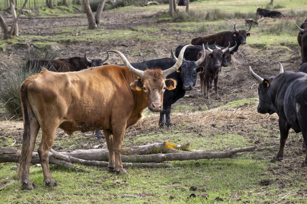 Aggredito da un toro, muore imprenditore a Potenza
