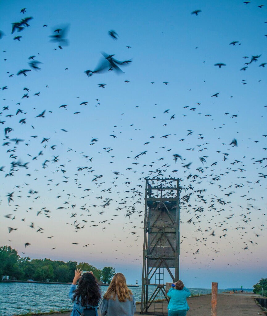 Perchè migliaia di rondini sono morte in Texas nel 2021