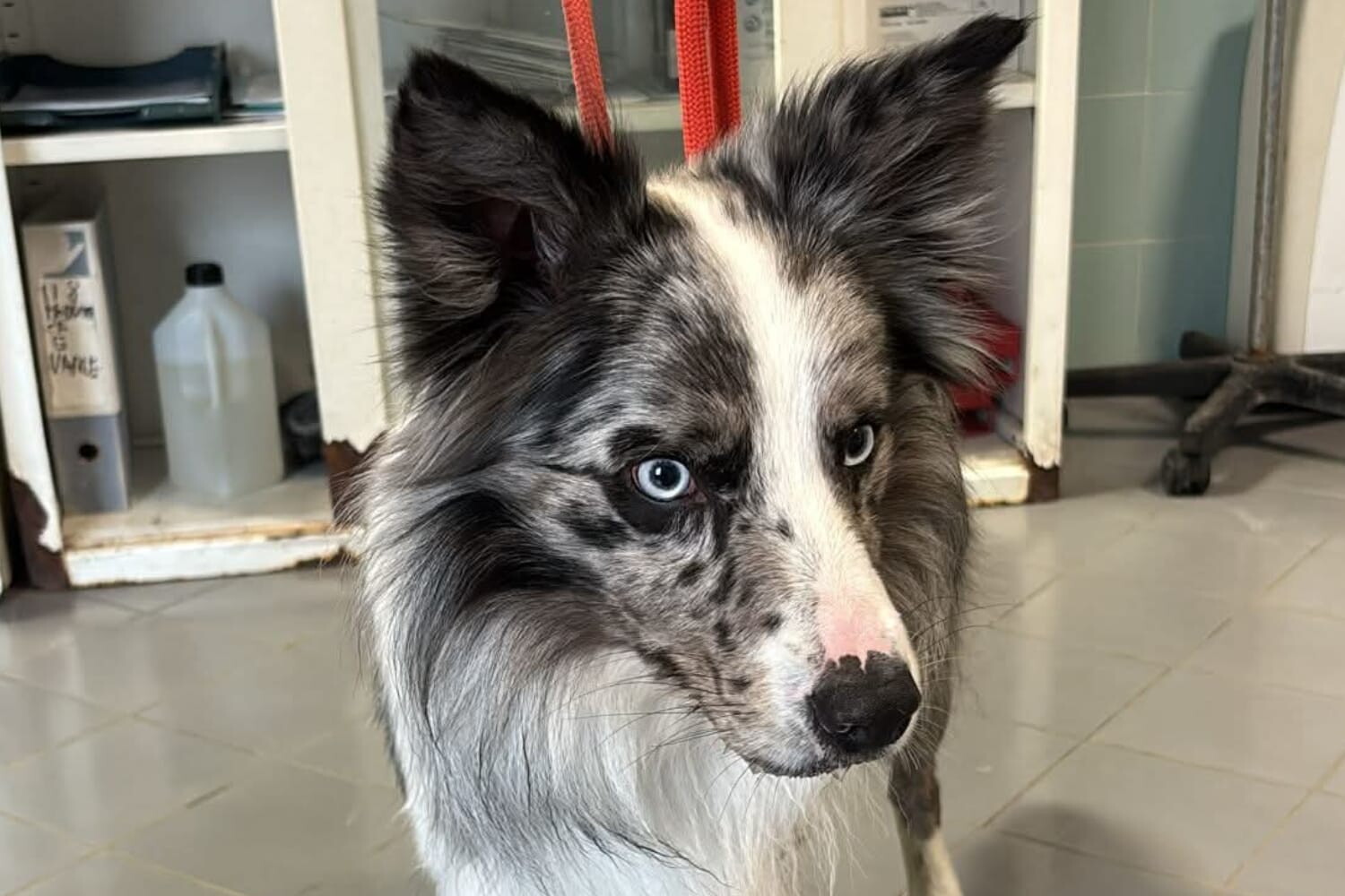 Che fine ha fatto Dollar, il cane bastonato