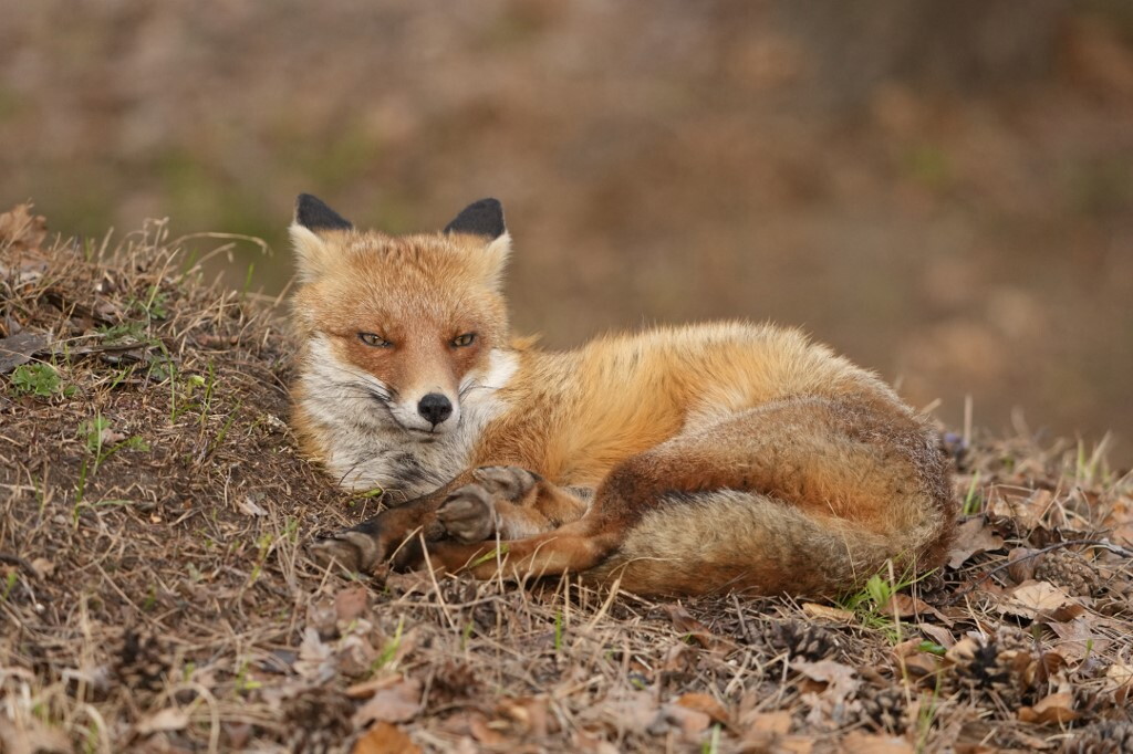 La tana di un lupacchiotto attaccata da una volpe rossa, non era mai stato documentato in natura