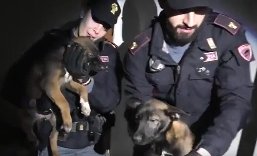 Allevamento abusivo di cani in palazzo abbandonato: salvati cuccioli di malinois (VIDEO)