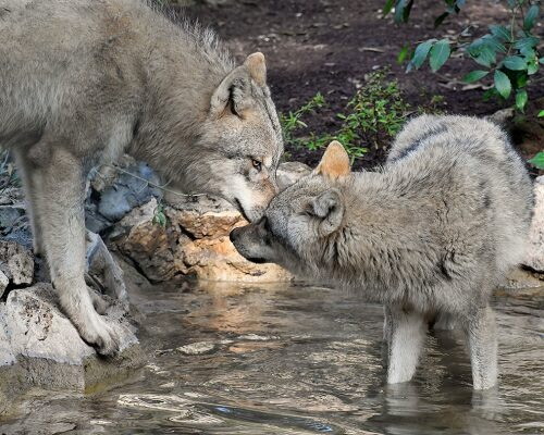Il Bioparco di Roma accoglie quattro lupi eurasiatici