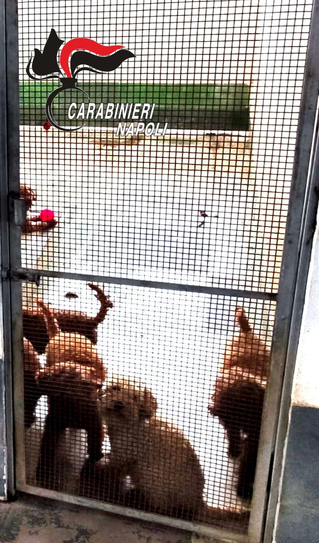 Canile lager con 26 barboncini toy sequestrato nel Napoletano (video)