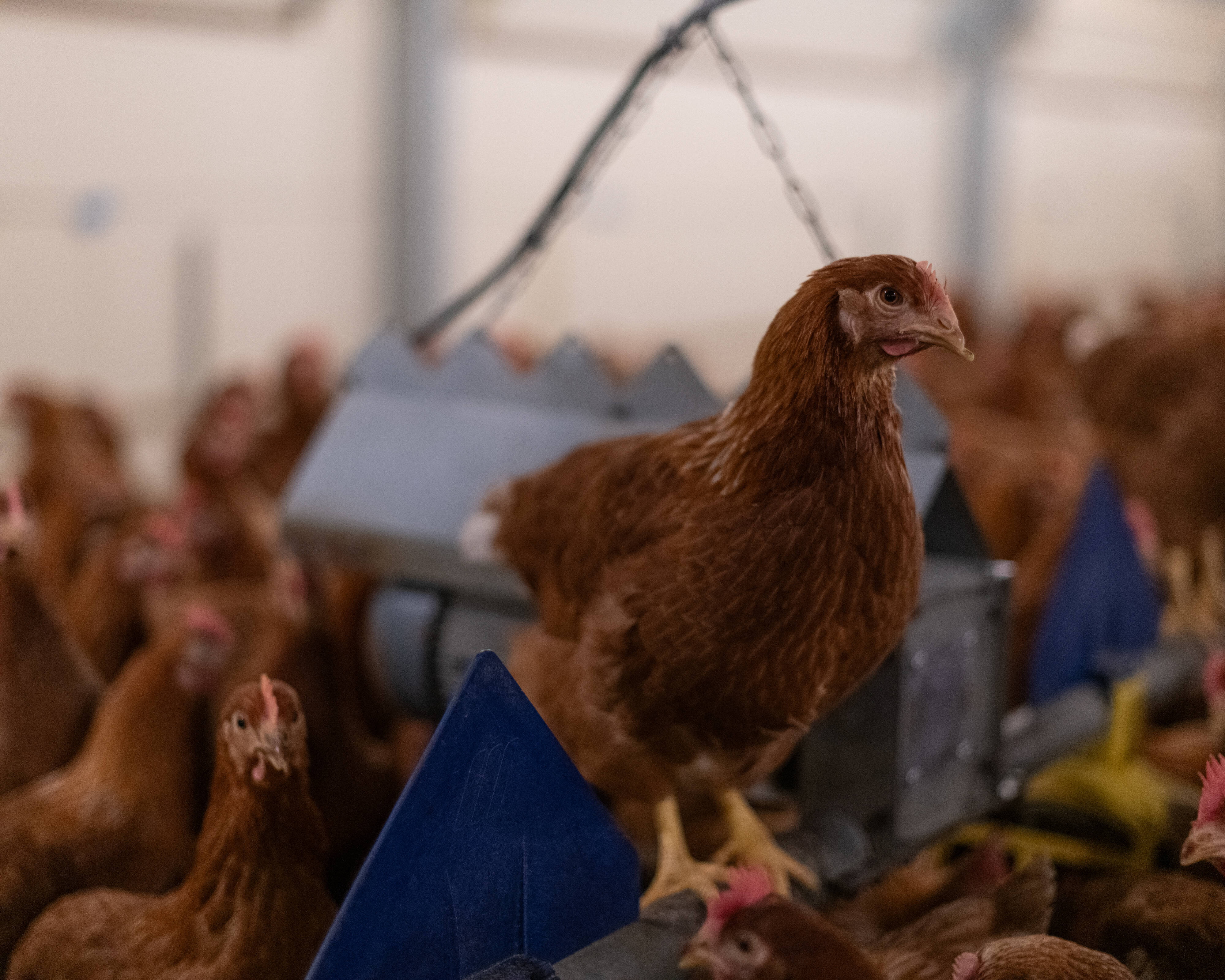 Influenza aviaria, contagiato un uomo in Lombardia. E' il primo in Europa