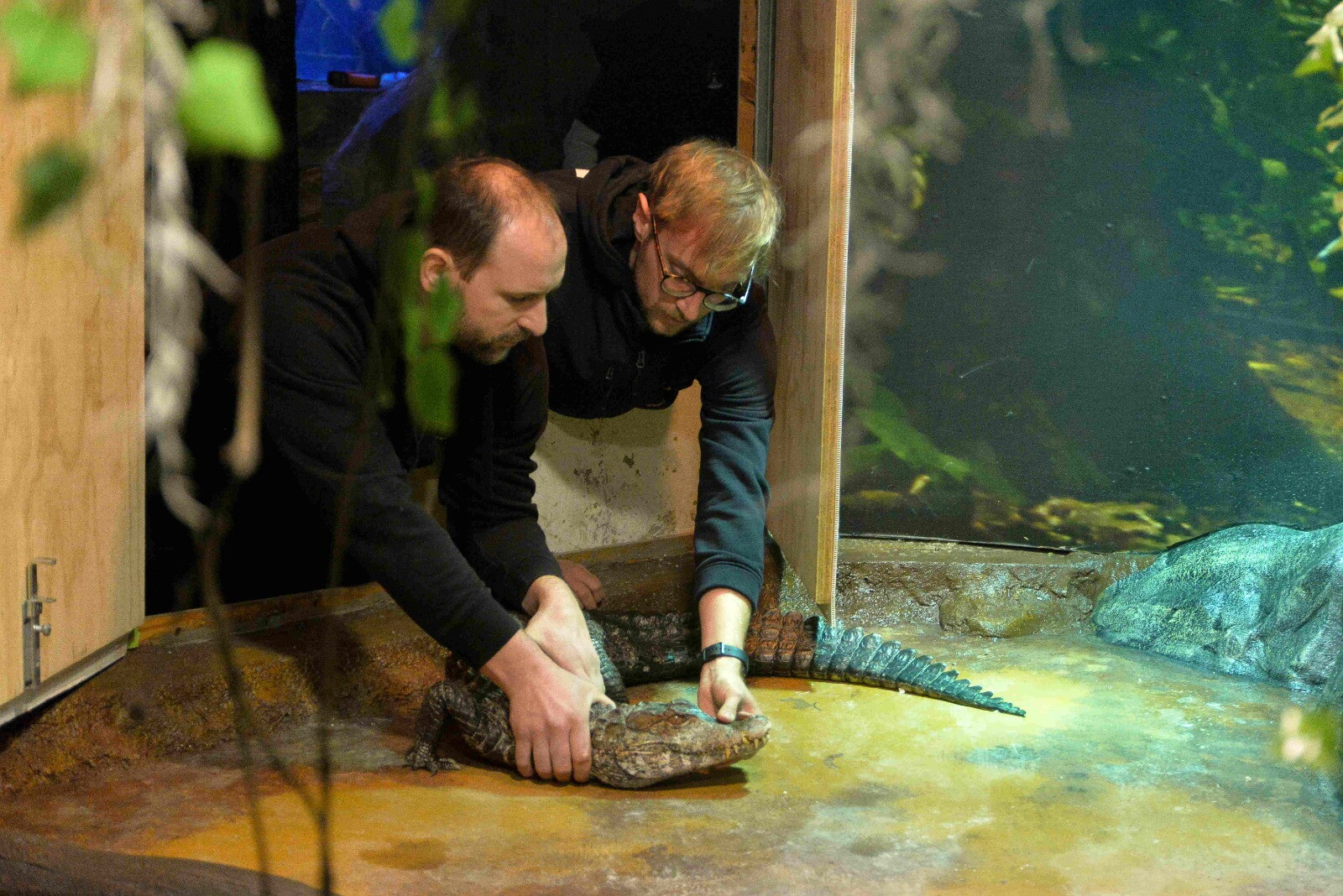 Kalman, il più piccolo caimano al mondo arriva al Tropicarium Jesolo