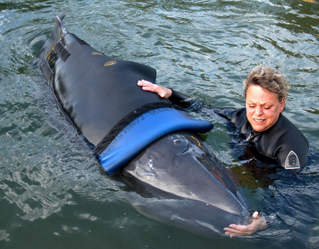 Nel Mediterraneo vaga il Capodoglio nano. lo rivela il Dna Marino