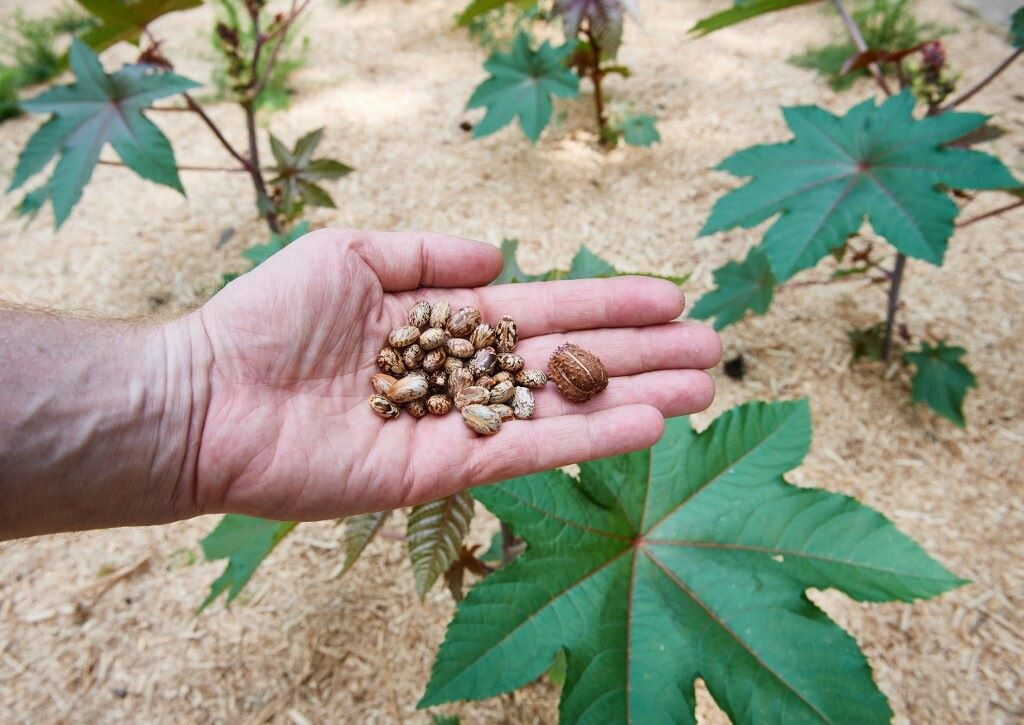 Cos'è la ricina, il veleno che ha ucciso madre e figlia