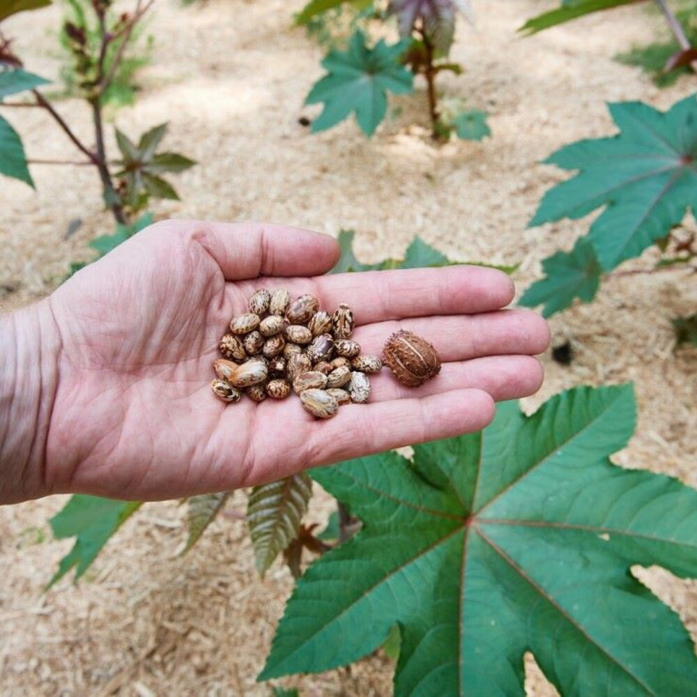 Cos'è la ricina, il veleno che ha ucciso madre e figlia