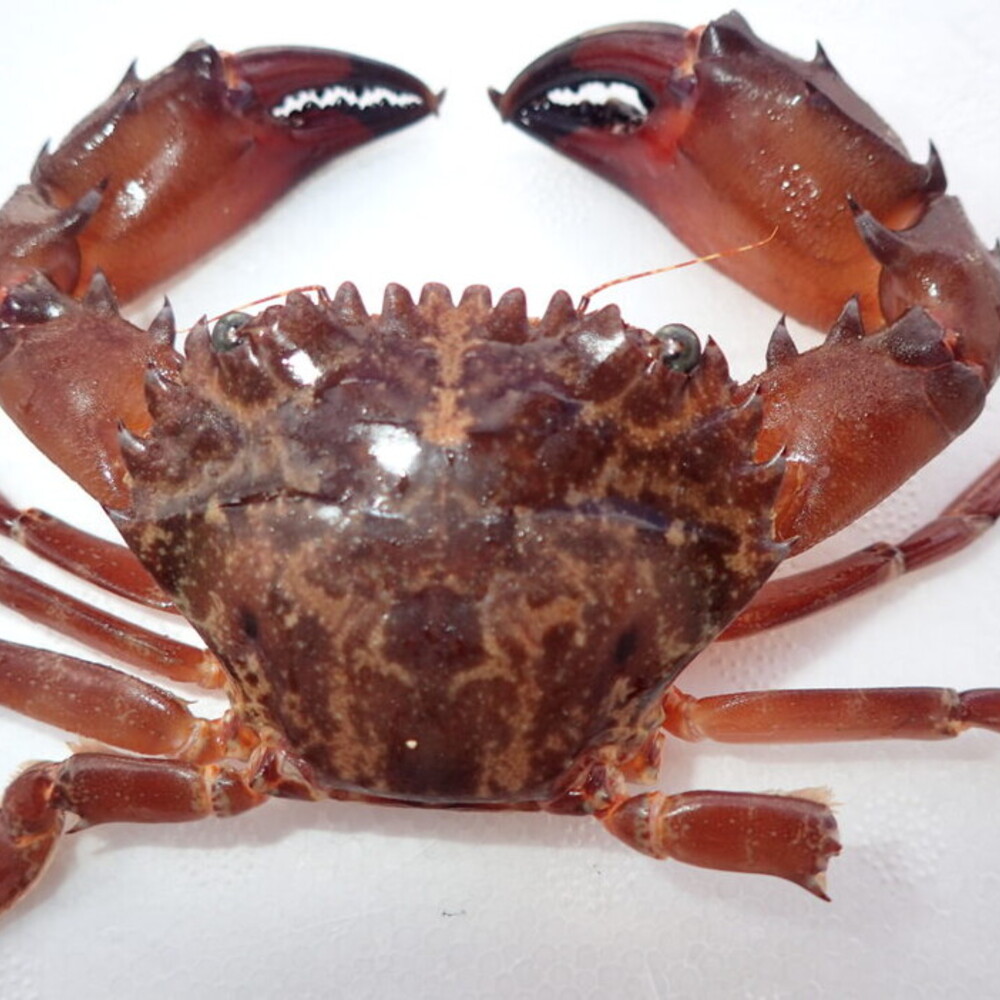 Granchio invasivo dal Mar Rosso si stabilisce nello Ionio