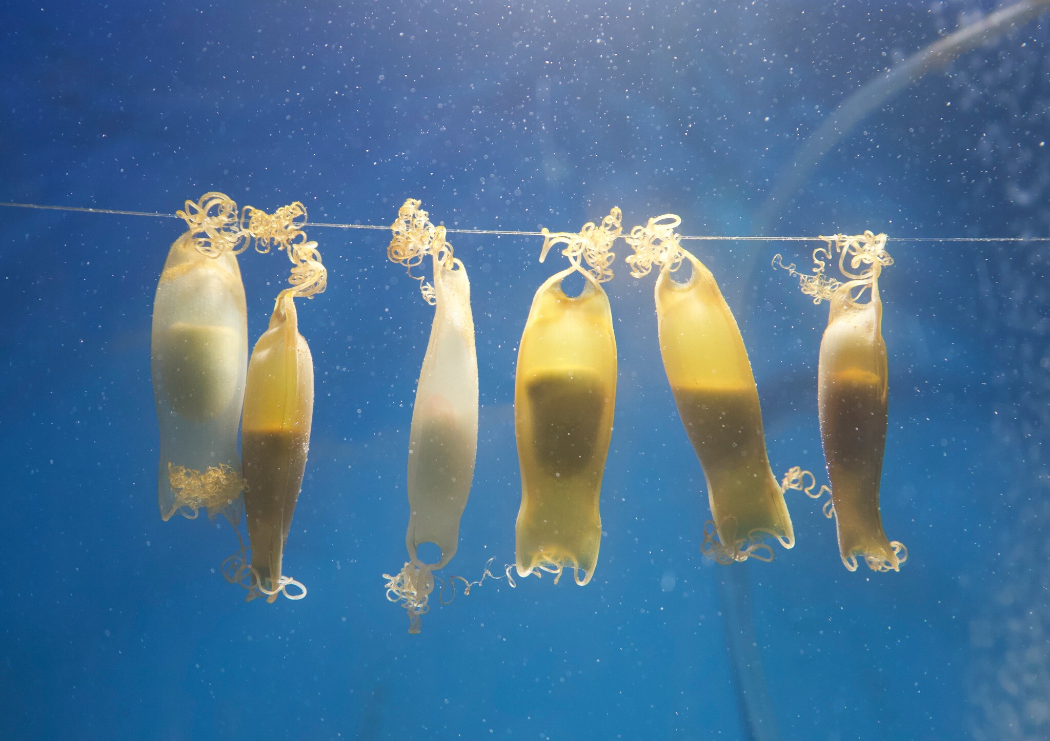 A Pasqua le uova speciali di un'area protetta. Ma non sono da mangiare