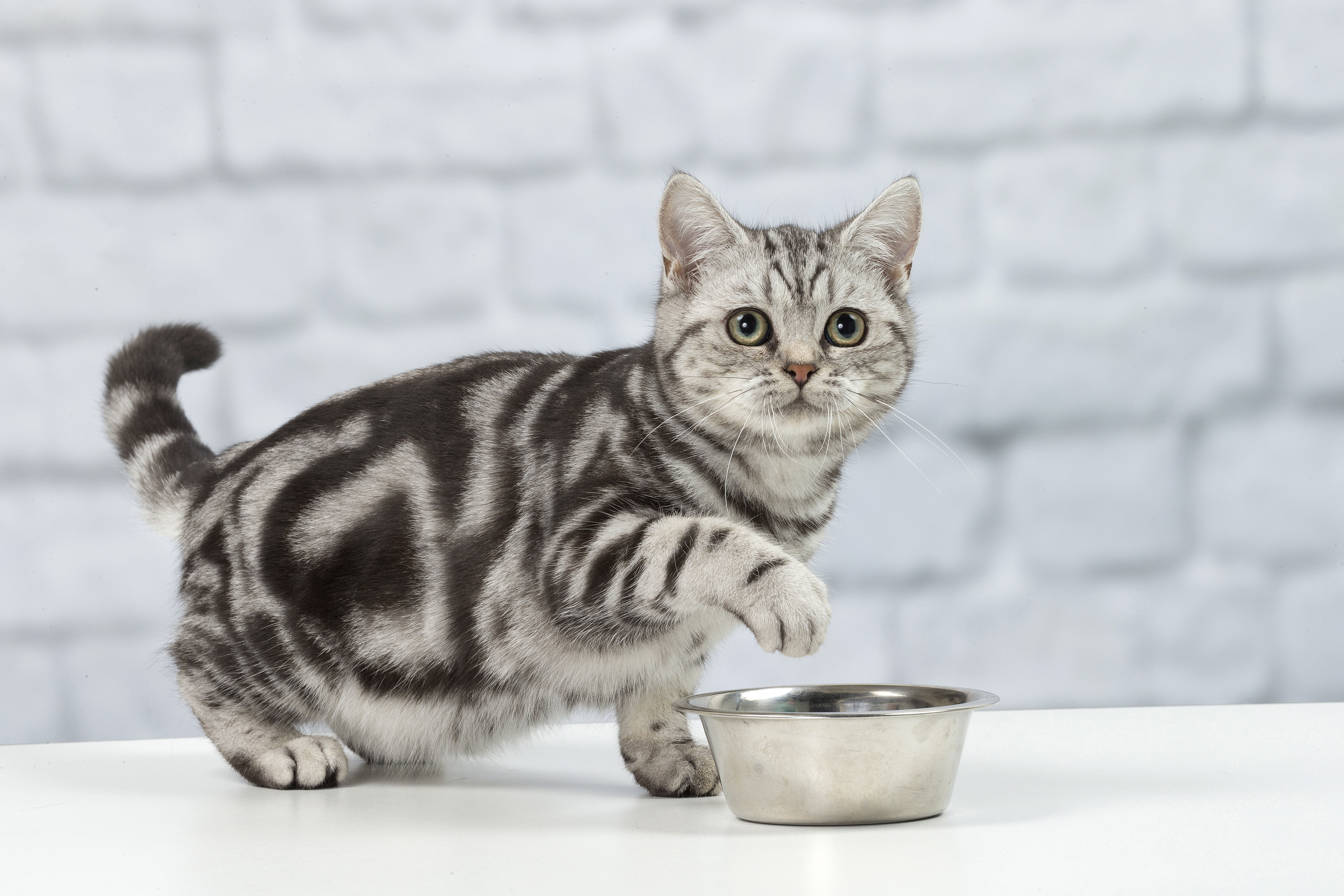 I gatti smettono di mangiare perché si stufano dell'odore