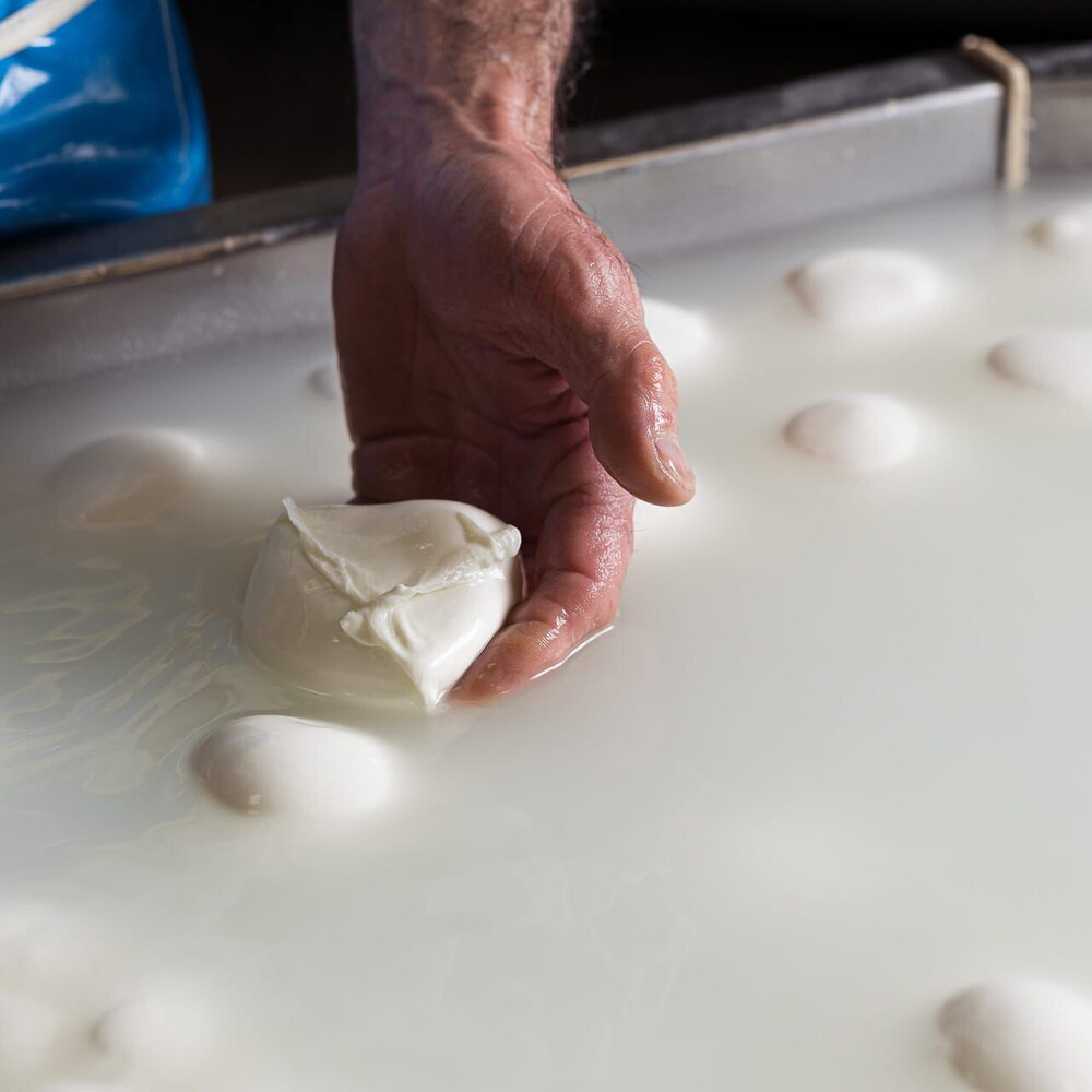 Crisis in the Gulf, prices rising for buffalo mozzarella