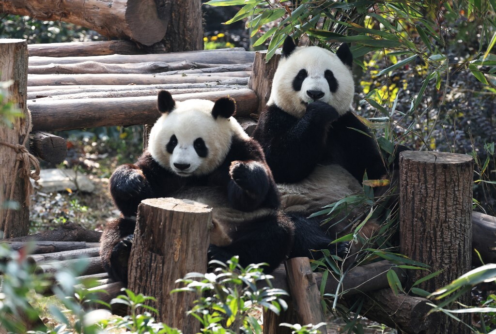Due panda giganti cinesi in arrivo allo zoo di Atlanta