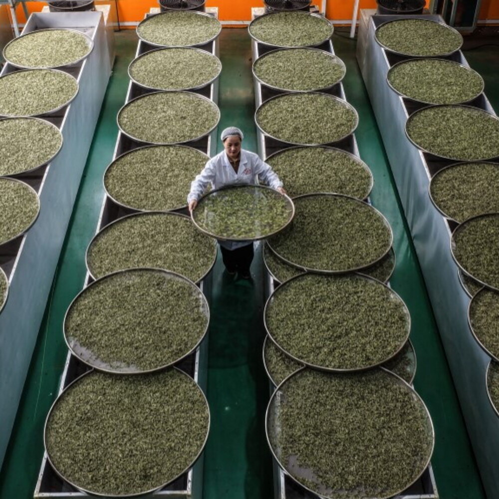 The war in Iran makes Kenya’s roses ‘wither’