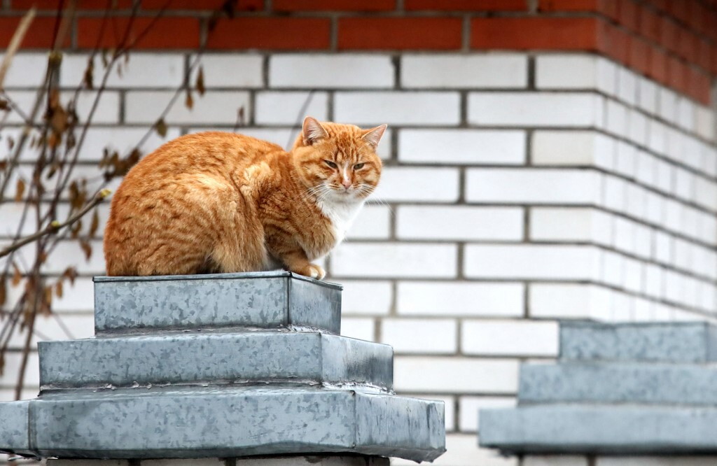 Al Meyer di Firenze arriva la pet therapy col gatto Pitagora
