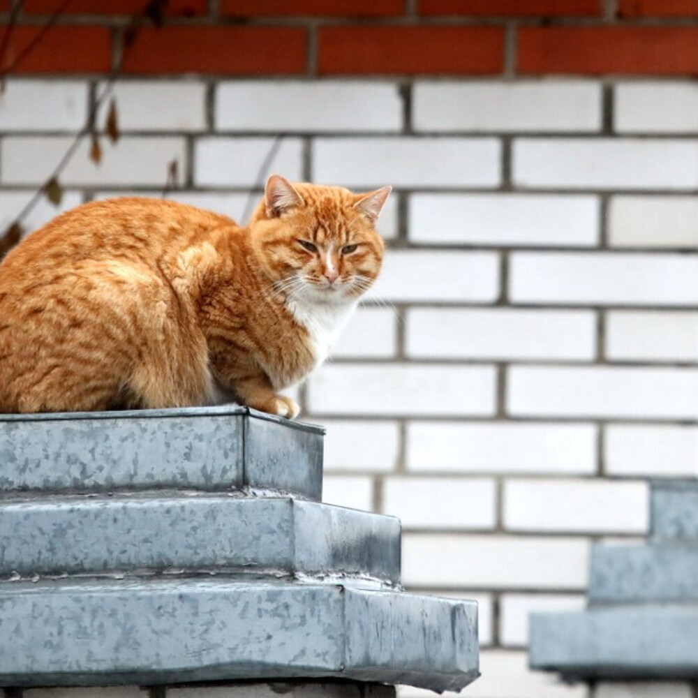Al Meyer di Firenze arriva la pet therapy col gatto Pitagora