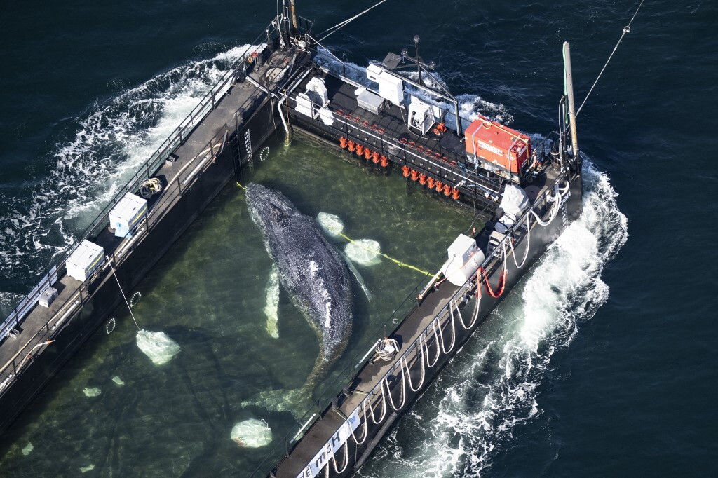Torna in mare aperto il cucciolo megattera arenato in Germania