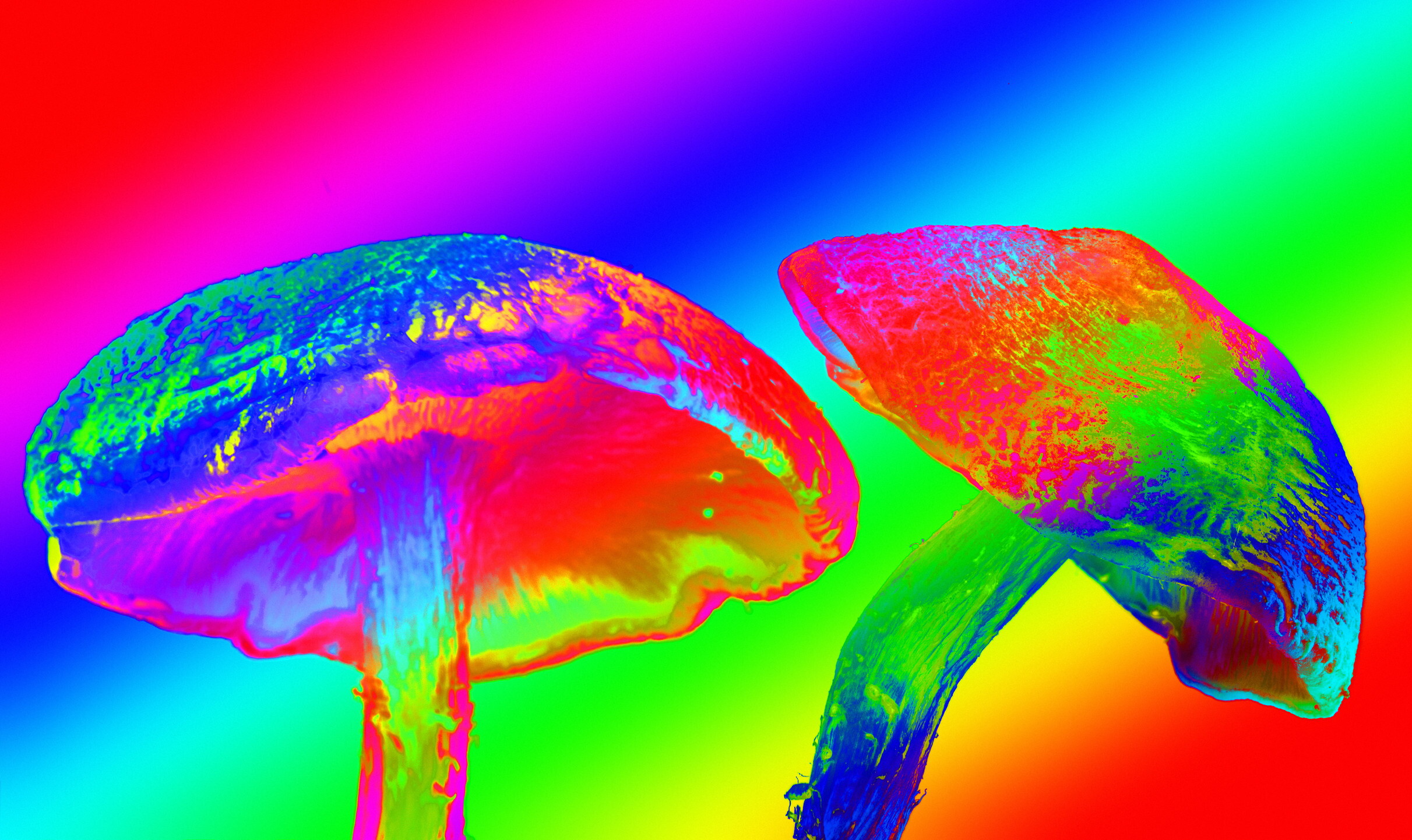 Così i funghi allucinogeni cambiano il cervello