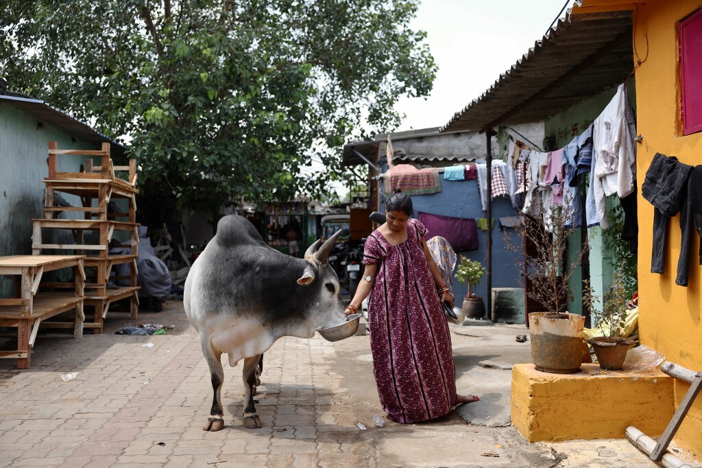 Si può cucinare senza gas, ma serve lo sterco di mucca. Come fanno in India