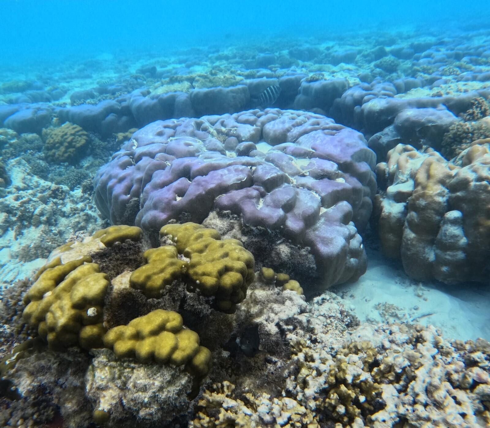 Maldive: Alimathà, meta per i sub di tutto il mondo