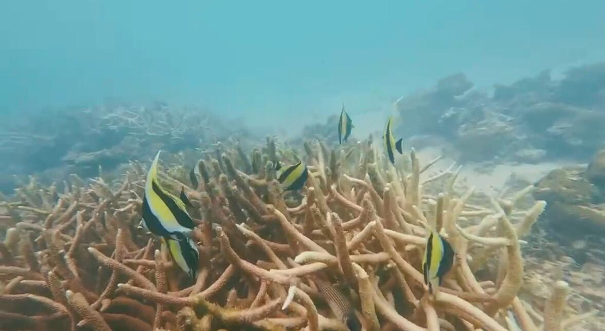 Immersioni, l'esperto: "La profondità è un fattore chiave"