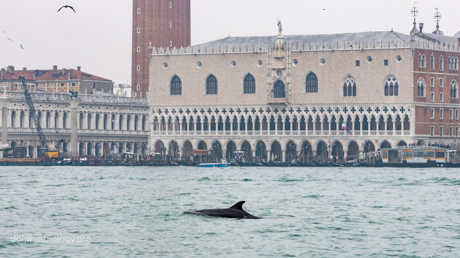 Il delfino 'Mimmo' e la laguna Venezia: "Qui mangia e sta bene"