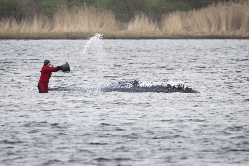 Trovata morta in Danimarca la balena Timmy salvata in Germania