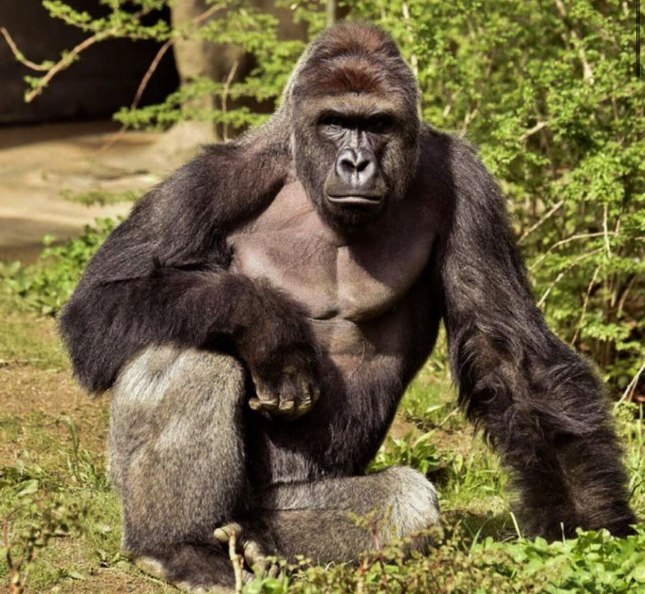 Harambe, il tributo della Casa Bianca a 10 anni dalla morte: "Un vero patriota"