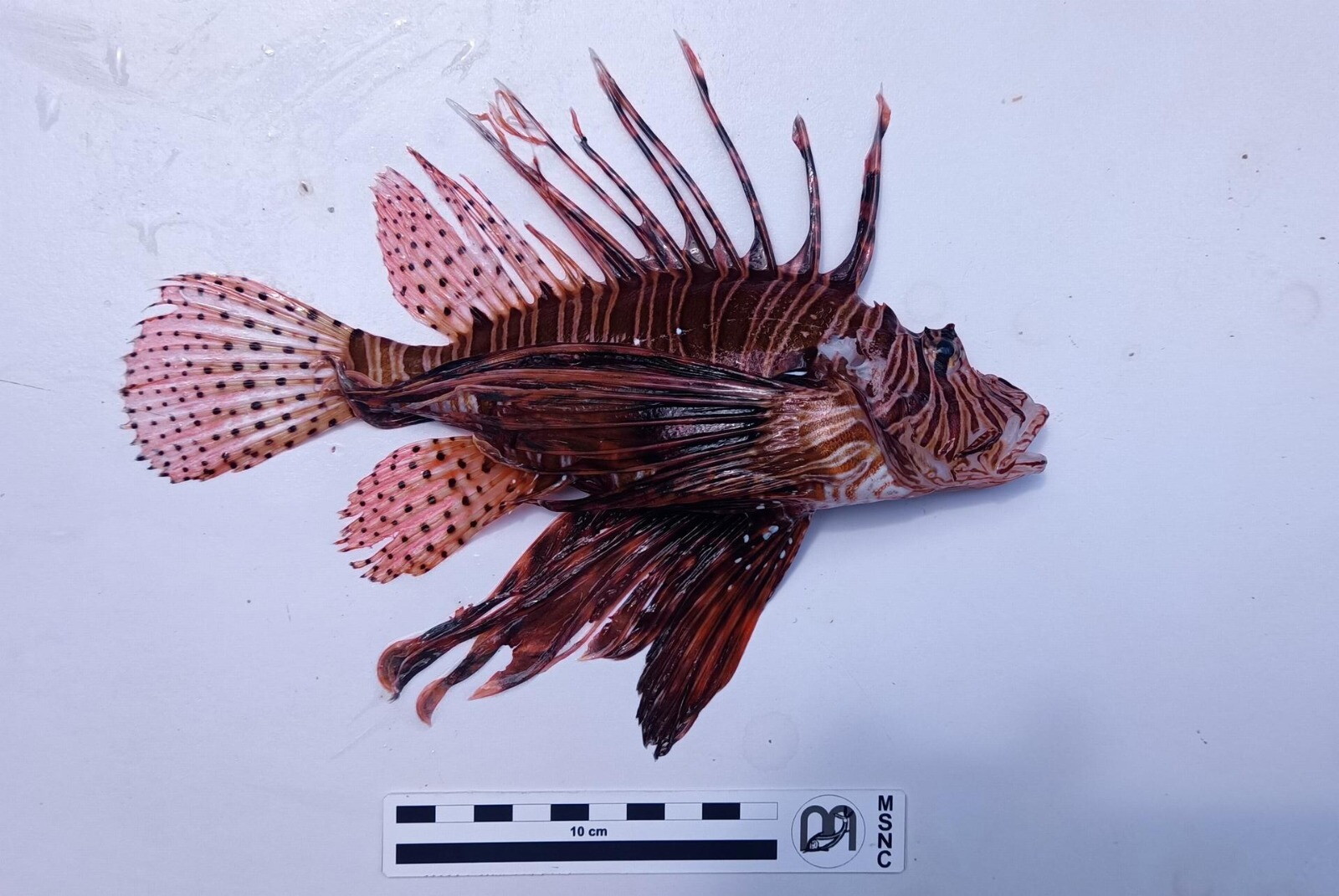 Allarme specie invasive: pesce scorpione trovato nel mare del Commissario Montalbano