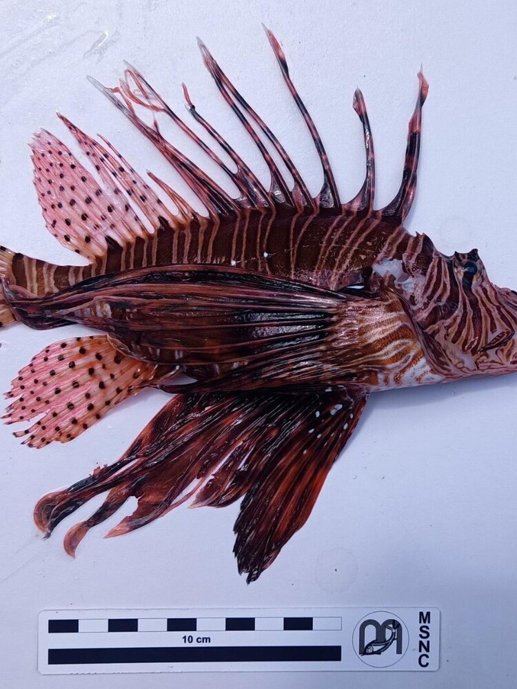 Allarme specie invasive: pesce scorpione trovato nel mare di Montalbano